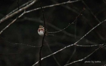 Rustic Bunting 仙台市・水の森 Sat, 3/17/2018