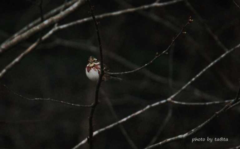 Photo of Rustic Bunting at 仙台市・水の森 by ta@ta