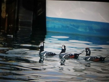 Harlequin Duck 苫小牧漁港 Sat, 12/24/2022