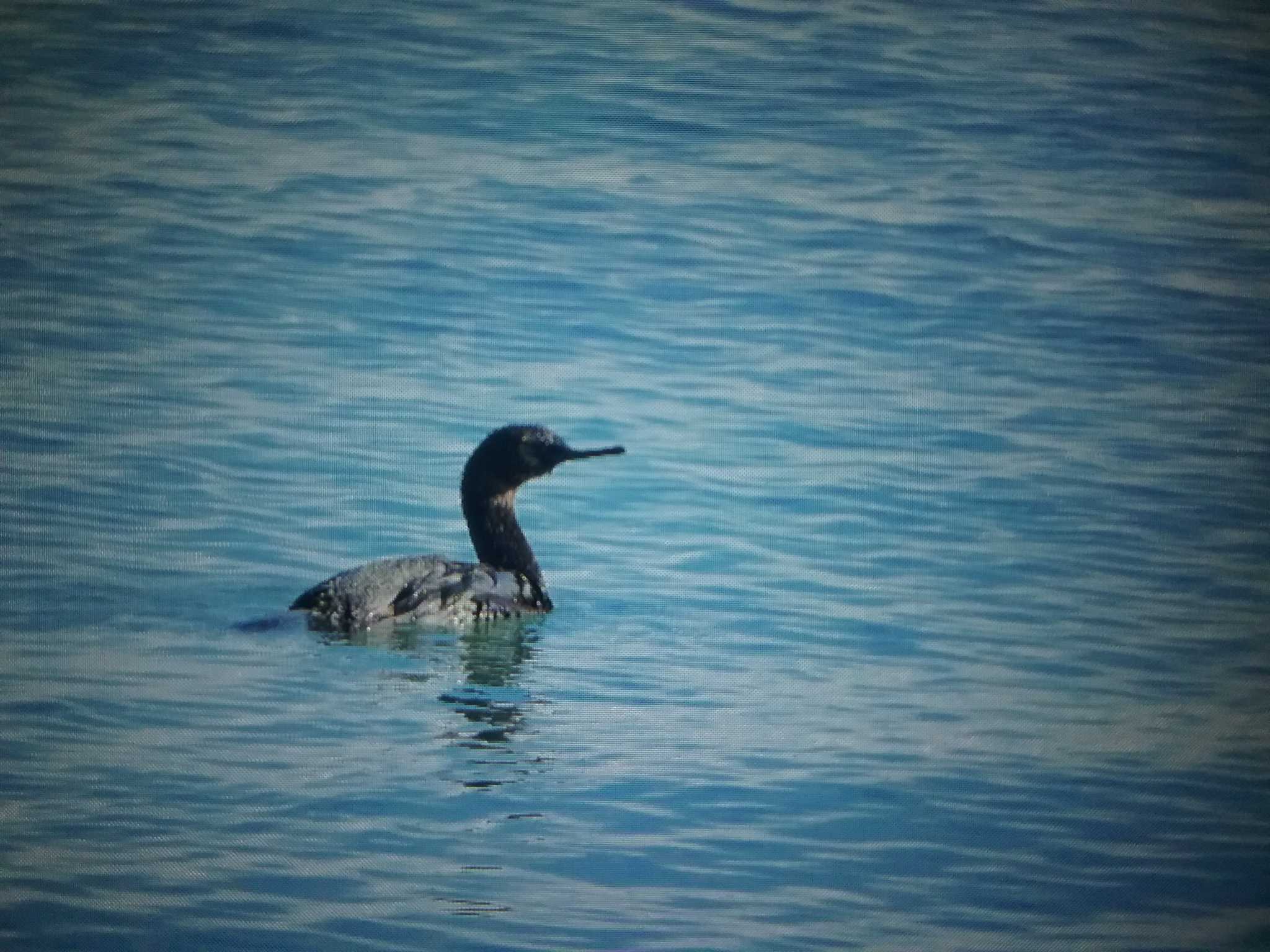 Pelagic Cormorant