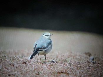 ハクセキレイ 奈良公園 2023年1月3日(火)