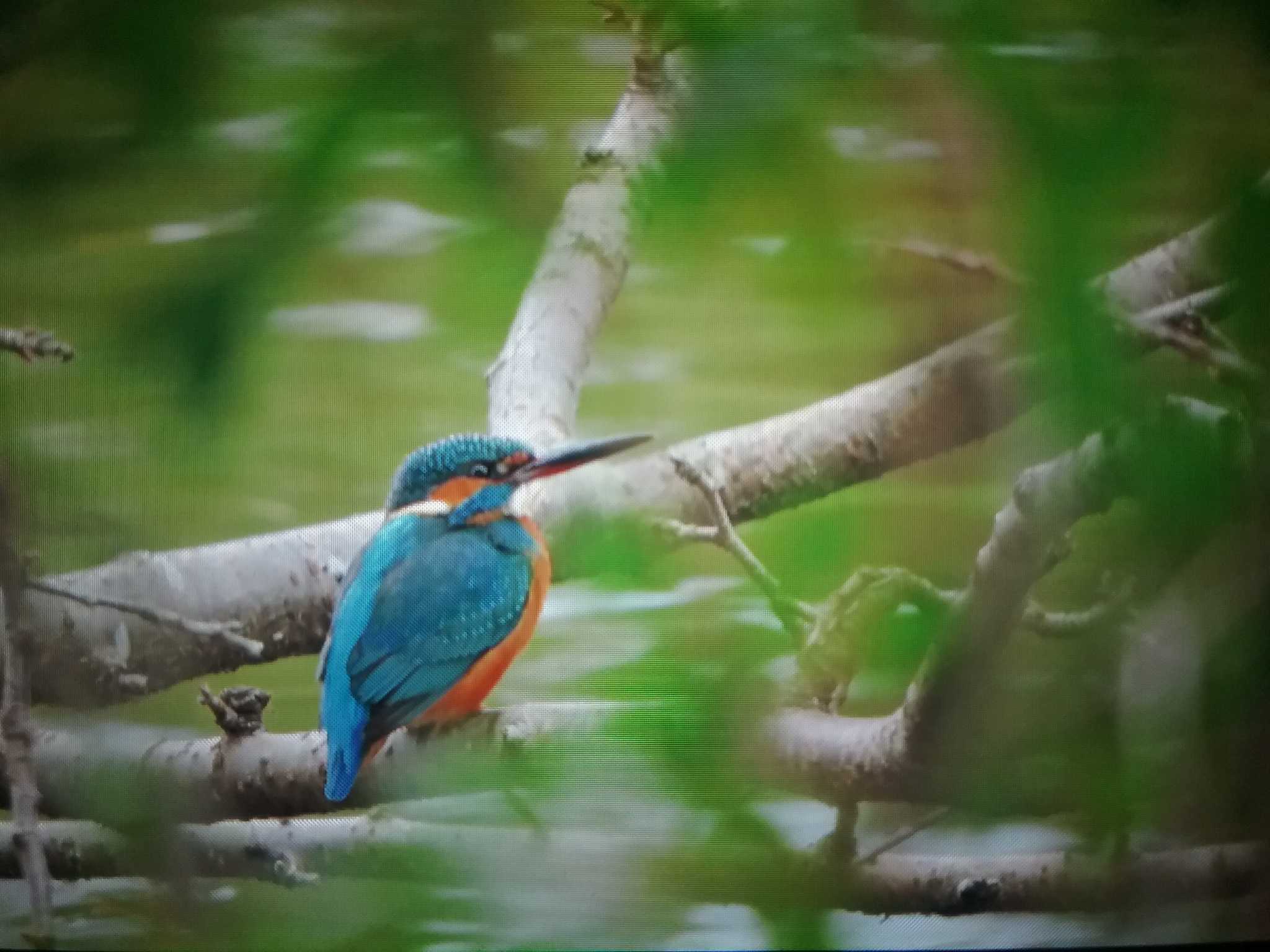 Photo of Common Kingfisher at Nara Park by おもち