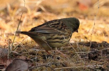 Masked Bunting 仙台市・水の森公園 Sat, 3/17/2018