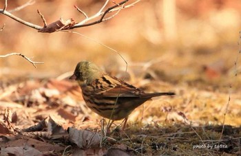 Masked Bunting 仙台市・水の森公園 Sat, 3/17/2018