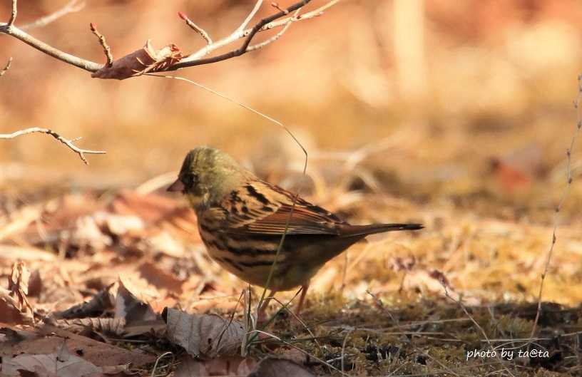 Photo of Masked Bunting at 仙台市・水の森公園 by ta@ta