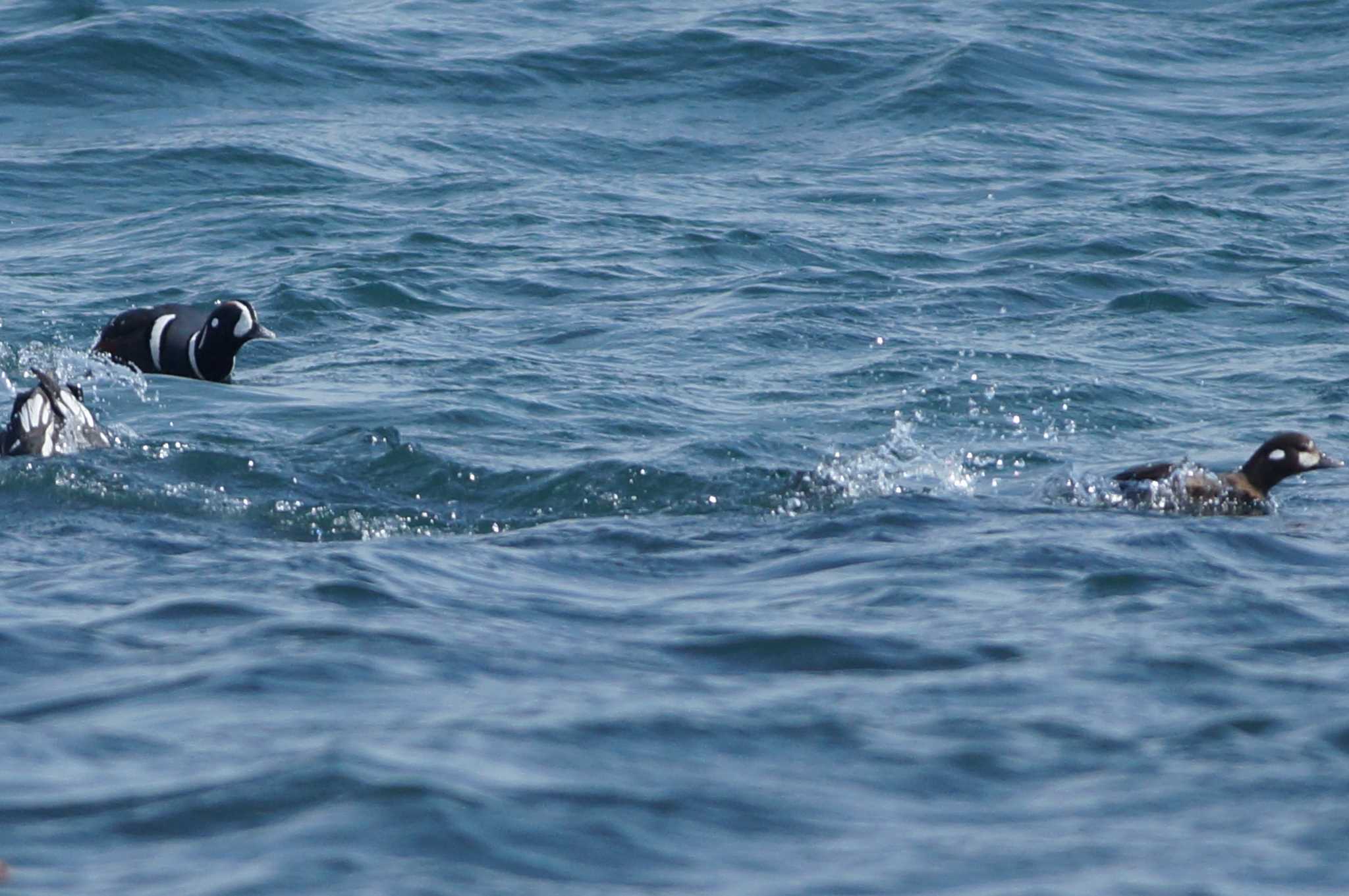 Harlequin Duck