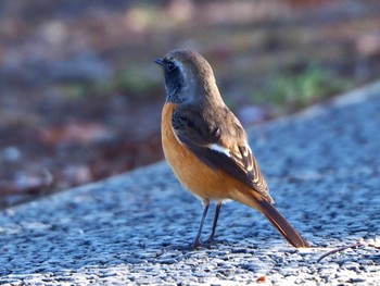 Daurian Redstart Toneri Park Sun, 1/1/2023