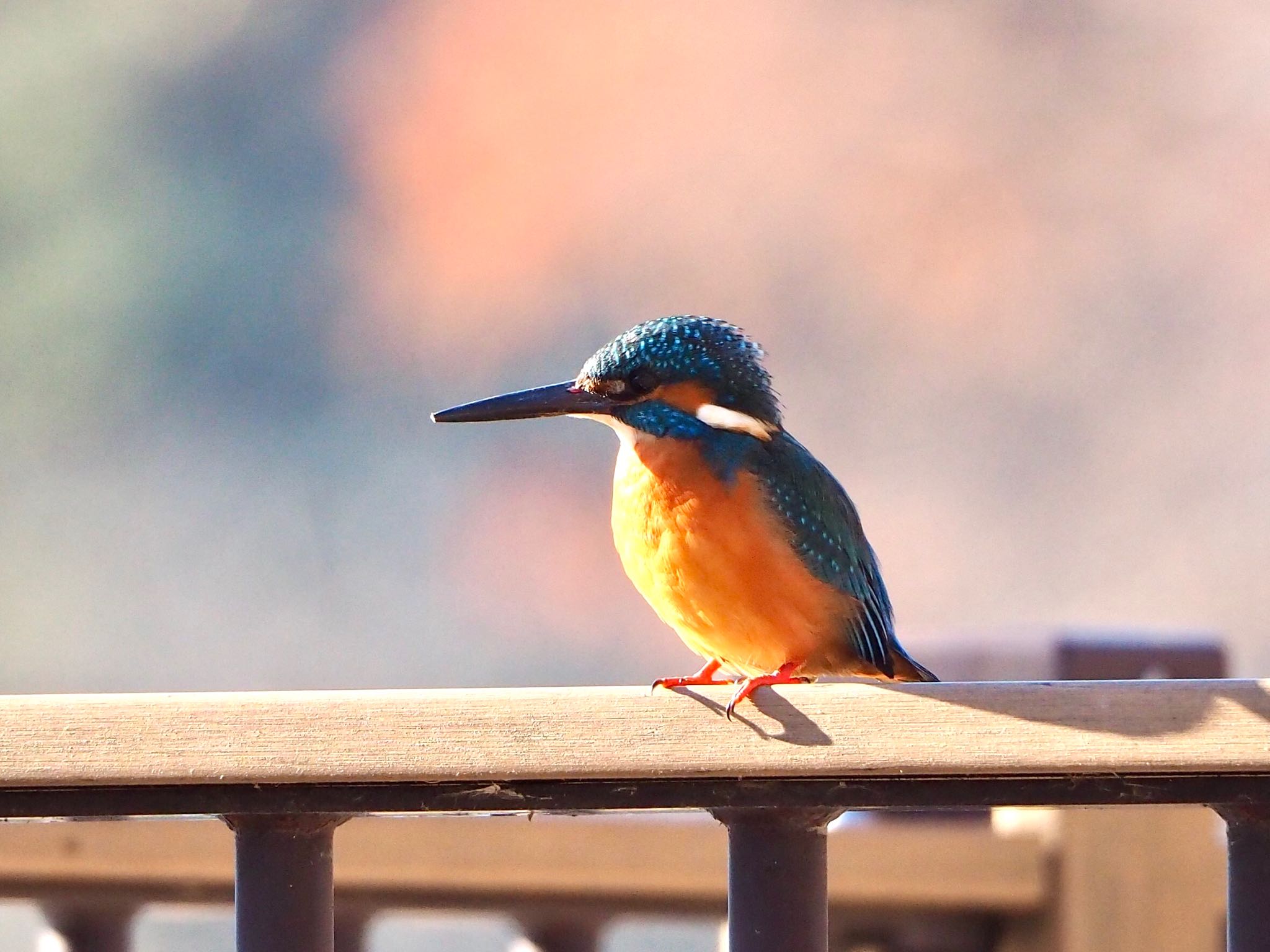 Photo of Common Kingfisher at Toneri Park by mk623