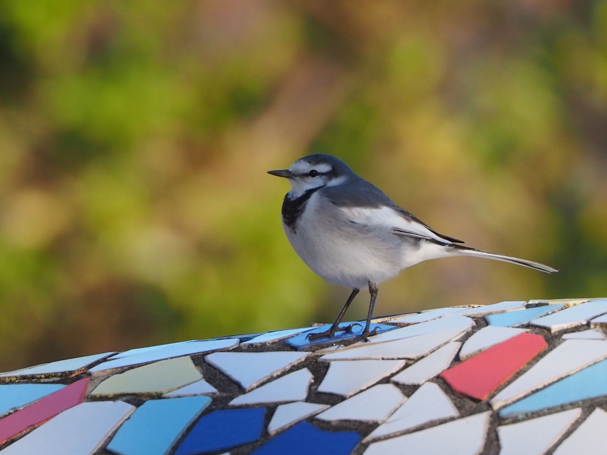 Photo of White Wagtail at Toneri Park by mk623