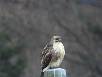 2022年12月4日(日) 四万川の野鳥観察記録