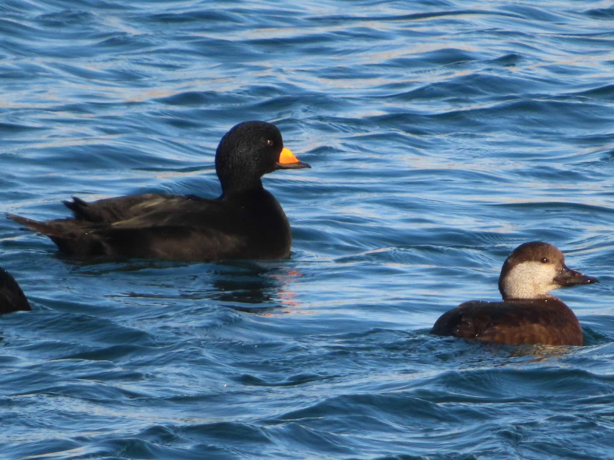 Black Scoter