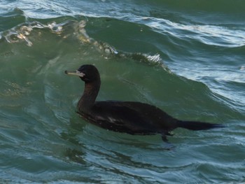 2023年1月5日(木) 納沙布岬の野鳥観察記録