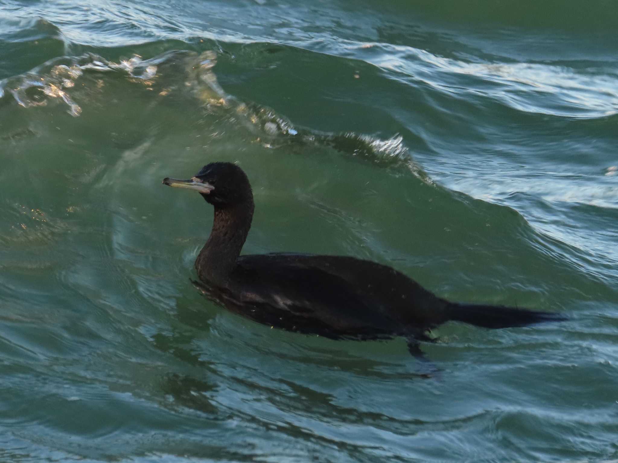 Red-faced Cormorant