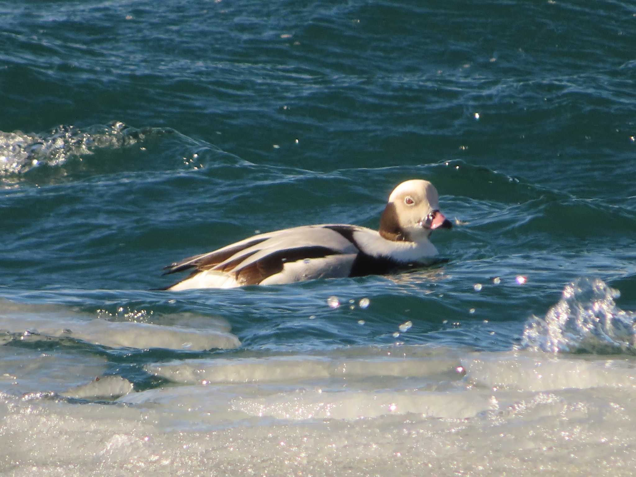 Long-tailed Duck