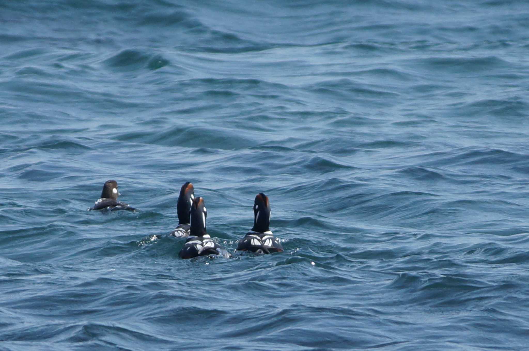 Harlequin Duck