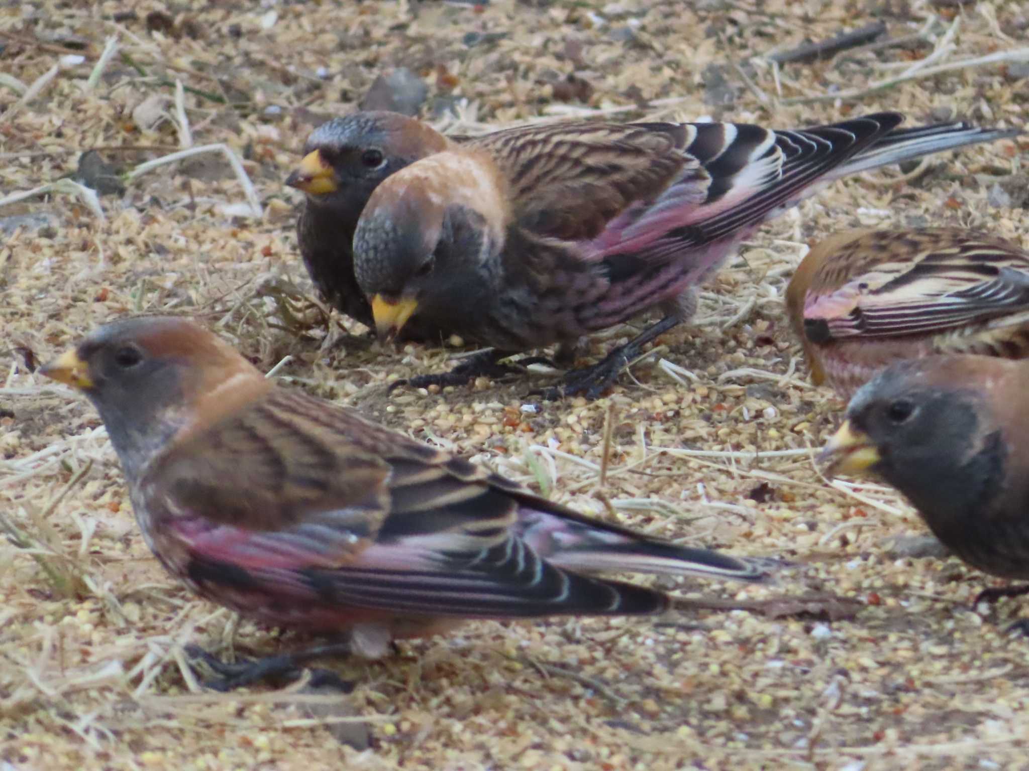 Asian Rosy Finch