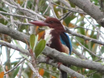 アオショウビン Pasir Ris Park (Singapore) 2022年12月29日(木)