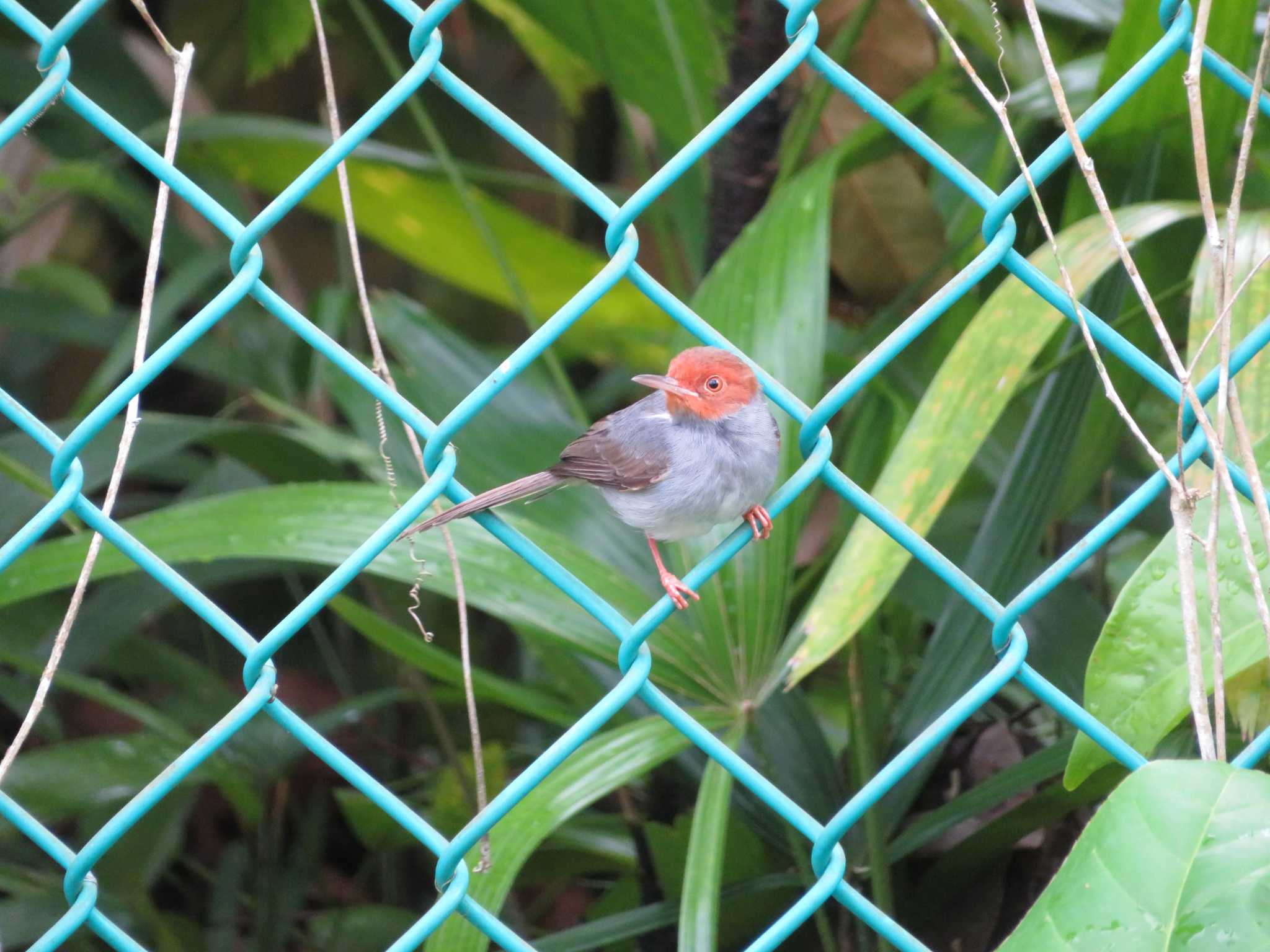 Pasir Ris Park (Singapore) アカガオサイホウチョウの写真 by 益子オオマシコ