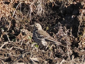 Water Pipit 高崎自然の森 Thu, 1/5/2023