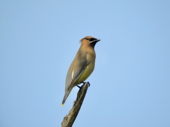 Cedar Waxwing Loeb Lake Sun, 6/12/2022