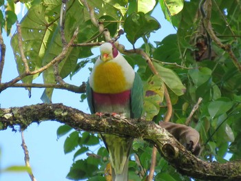 Yellow-breasted Fruit Dove フィリピン Tue, 3/20/2018