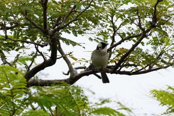 2022年12月30日(金) 北谷町美浜の野鳥観察記録