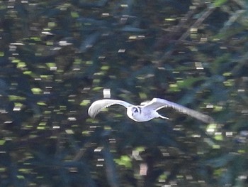 2022年9月24日(土) 淀川河川公園の野鳥観察記録