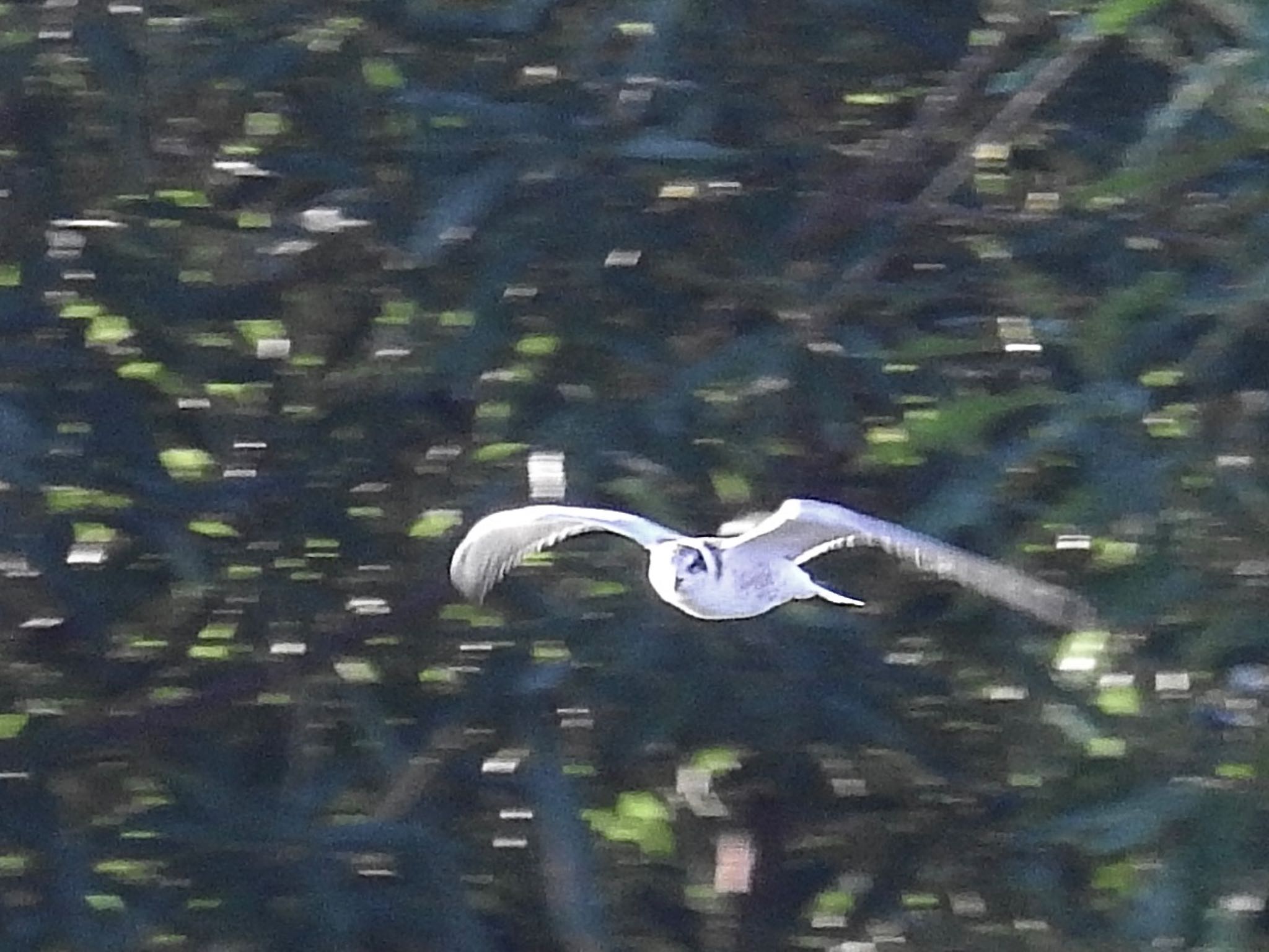 Whiskered Tern