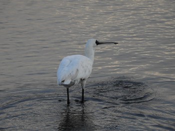 Black-faced Spoonbill 与根の三角池 Thu, 9/29/2022