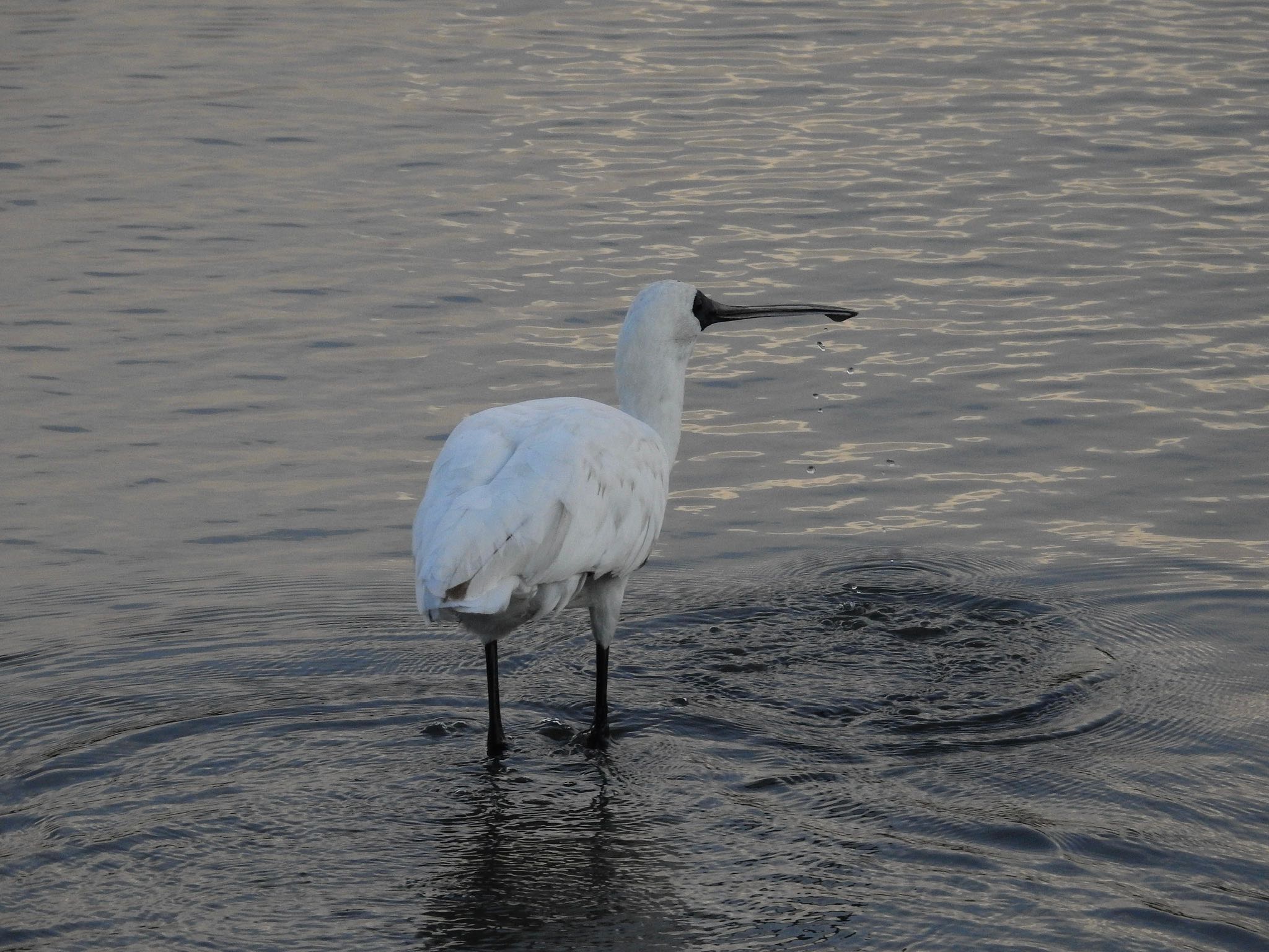 Black-faced Spoonbill