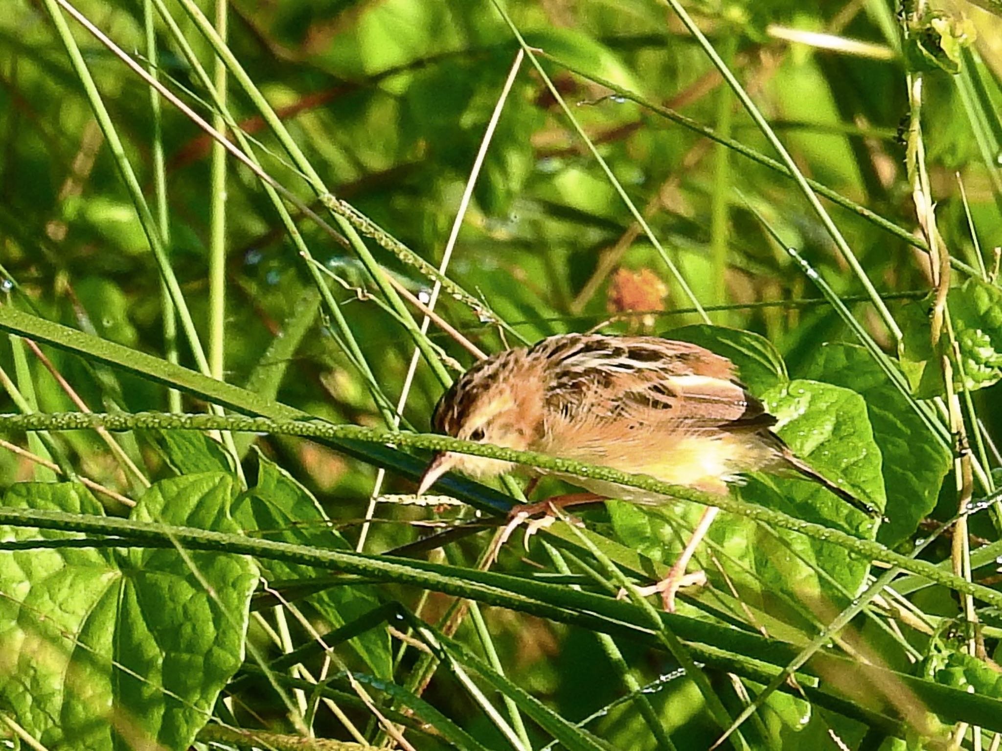 Zitting Cisticola