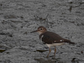 Common Sandpiper 与根の三角池 Thu, 9/29/2022