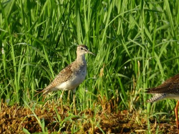 Wood Sandpiper 金武町田いも畑(沖縄県) Fri, 9/30/2022