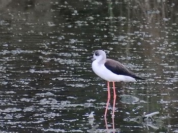 Black-winged Stilt 与根の三角池 Thu, 9/29/2022