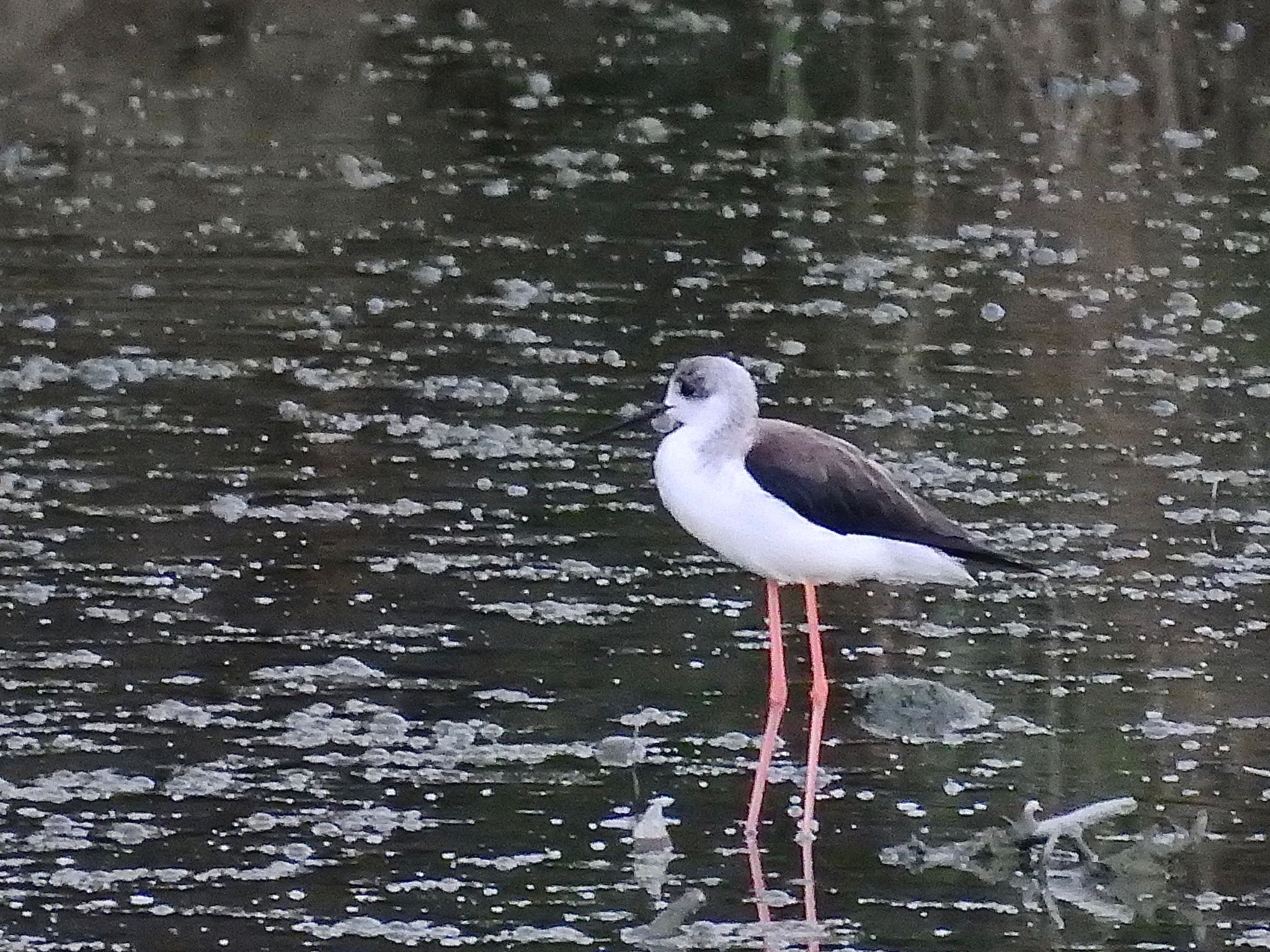 Black-winged Stilt