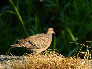 Oriental Turtle Dove(stimpsoni) 金武町田いも畑(沖縄県) Fri, 9/30/2022