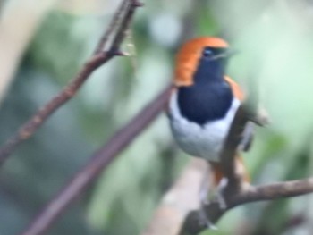 Okinawa Robin Kunigamison Sat, 10/1/2022