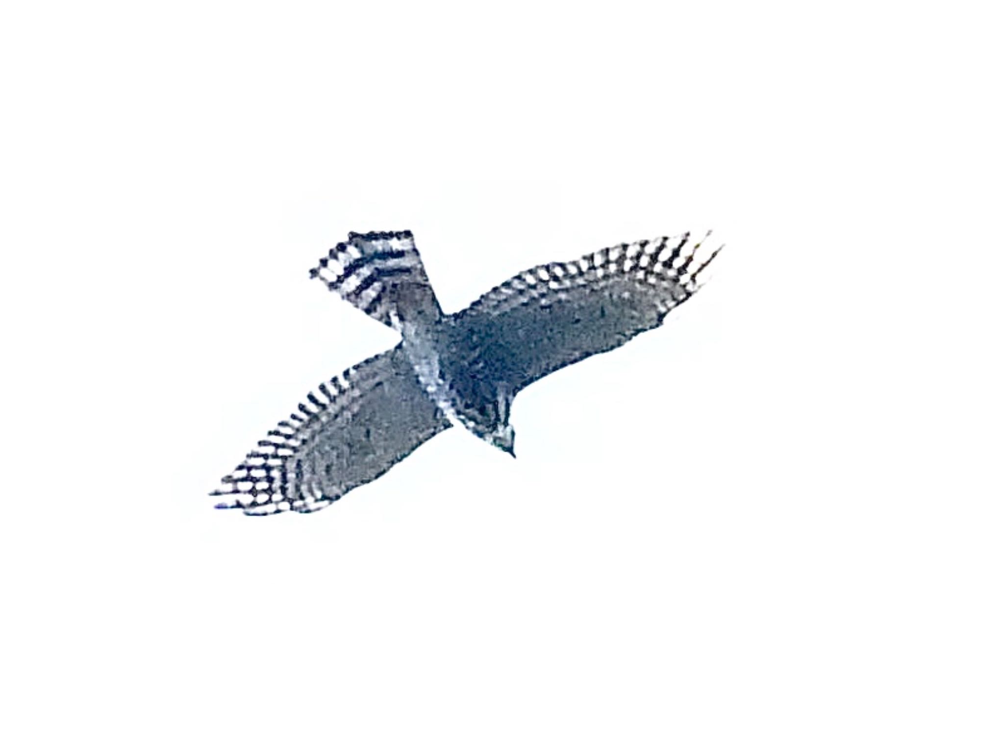 Chinese Sparrowhawk