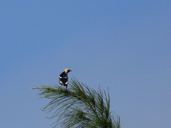 Chestnut-cheeked Starling Kunigamison Sat, 10/1/2022