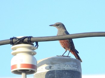 Blue Rock Thrush 与根の三角池 Thu, 9/29/2022