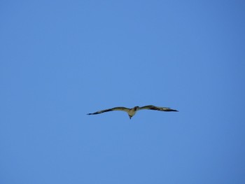 Osprey Kunigamison Sat, 10/1/2022