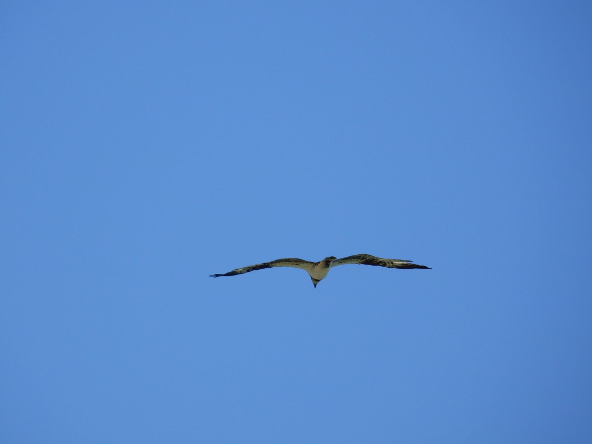 Photo of Osprey at Kunigamison by 🐟