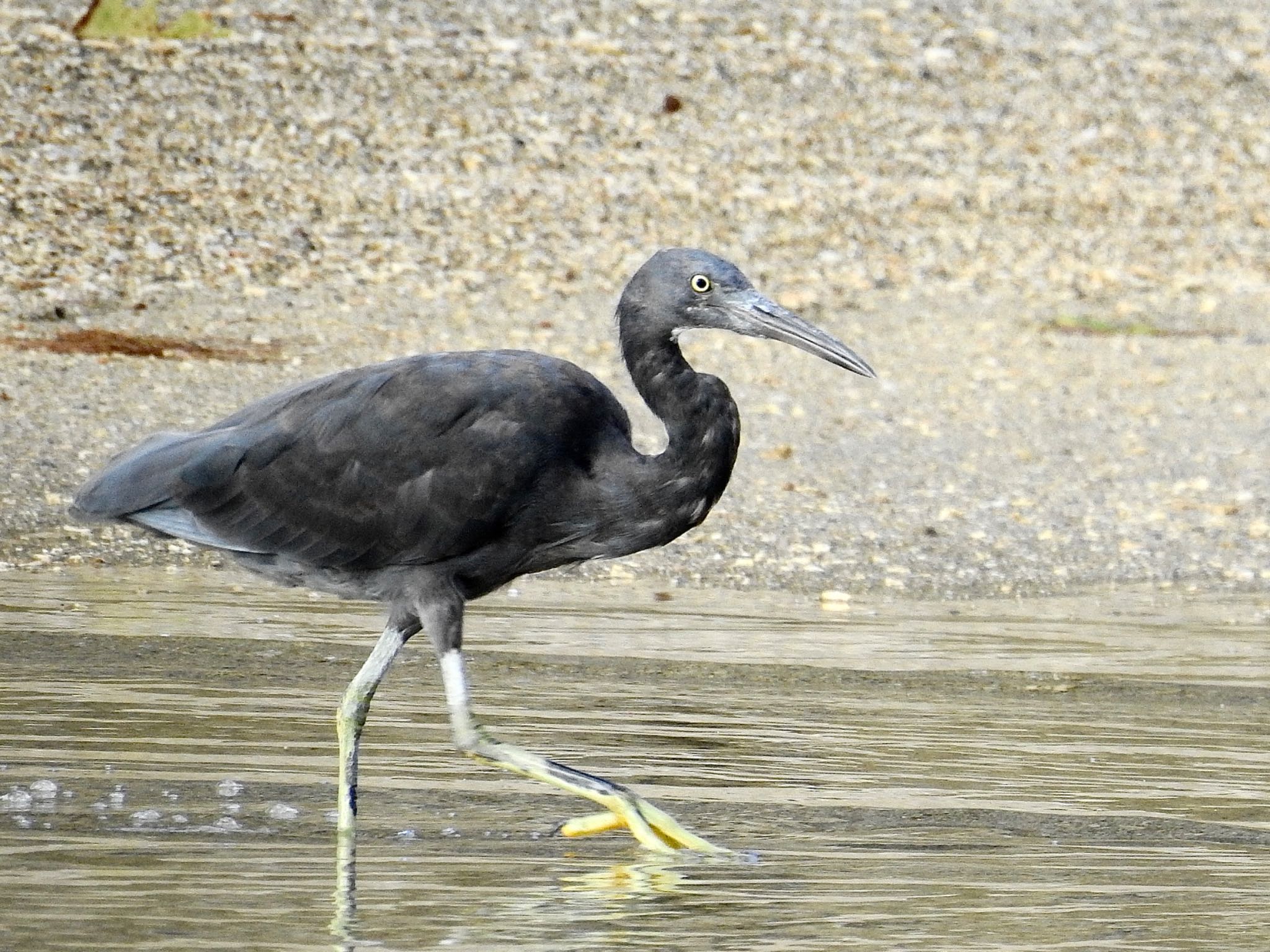 Photo of Pacific Reef Heron at Kunigamison by 🐟