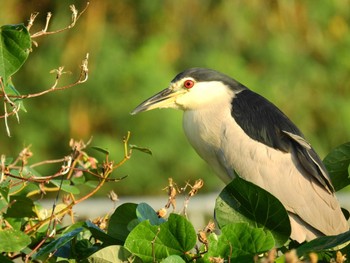 Black-crowned Night Heron 与根の三角池 Thu, 9/29/2022