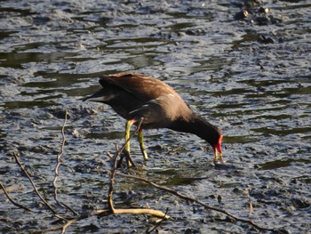 Common Moorhen 与根の三角池 Thu, 9/29/2022