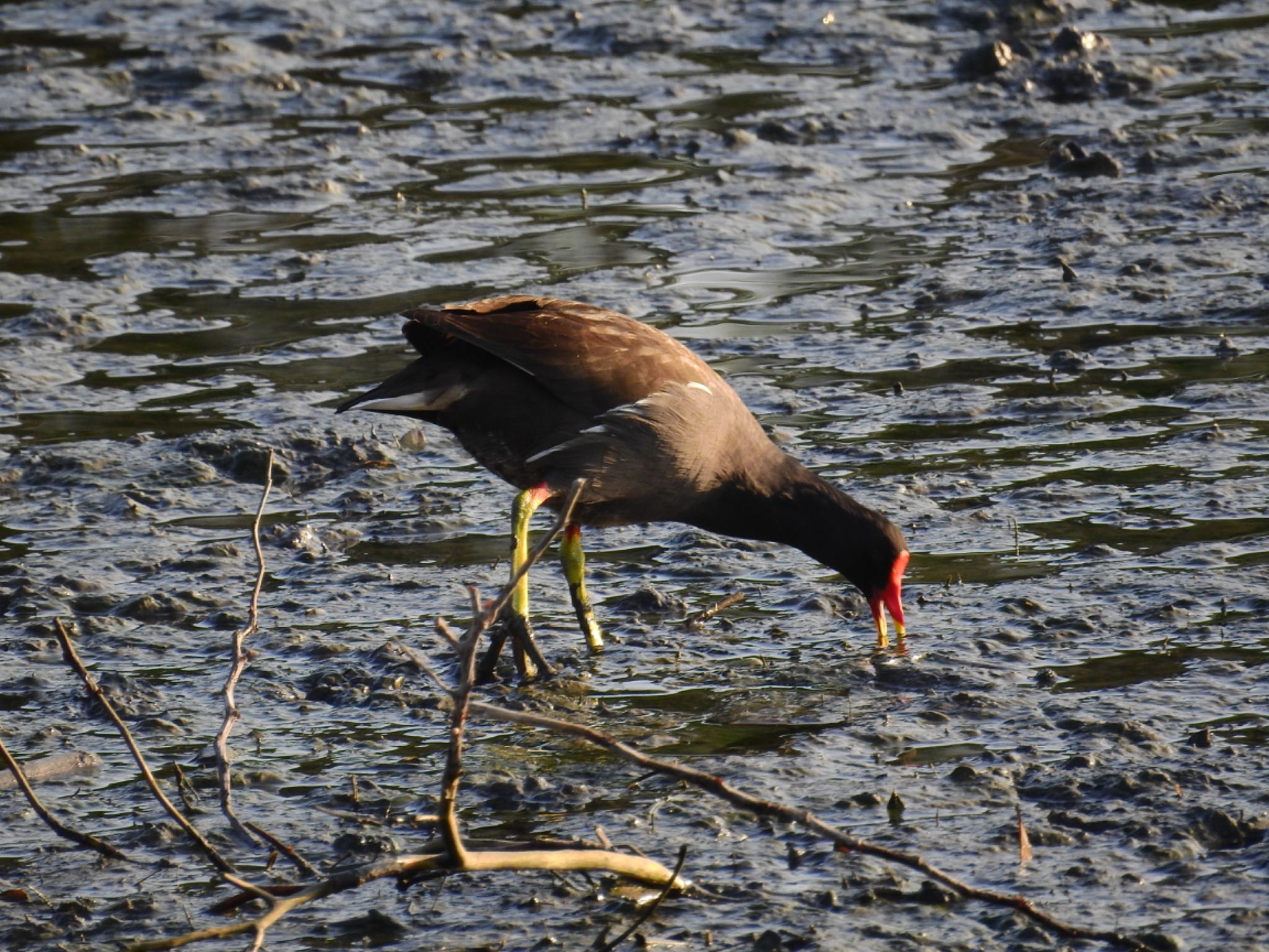 Photo of Common Moorhen at 与根の三角池 by 🐟