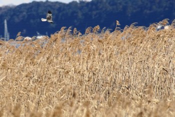 チュウヒ 涸沼 2022年12月27日(火)