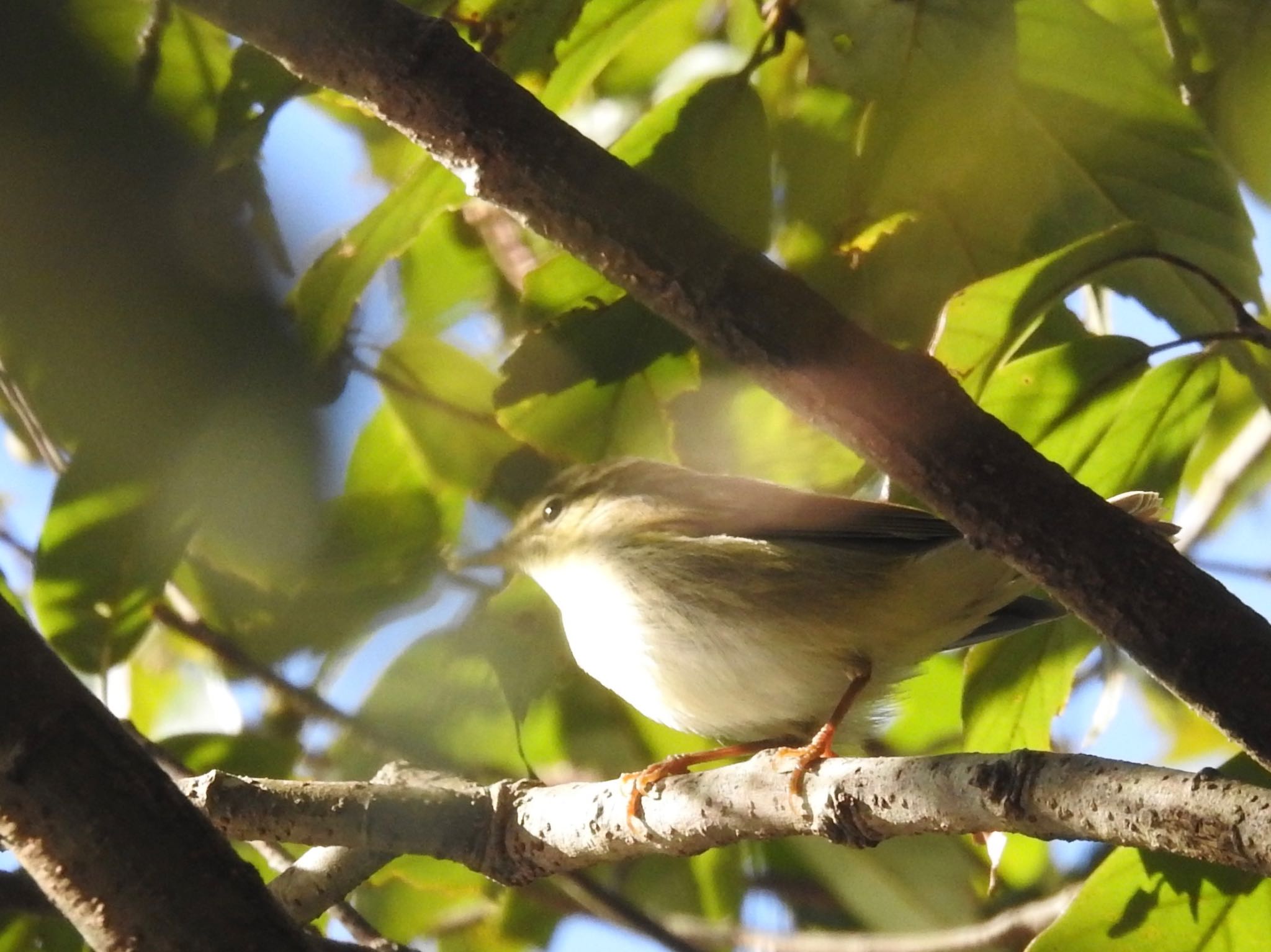 Photo of Kamchatka Leaf Warbler at 武田尾 by 🐟