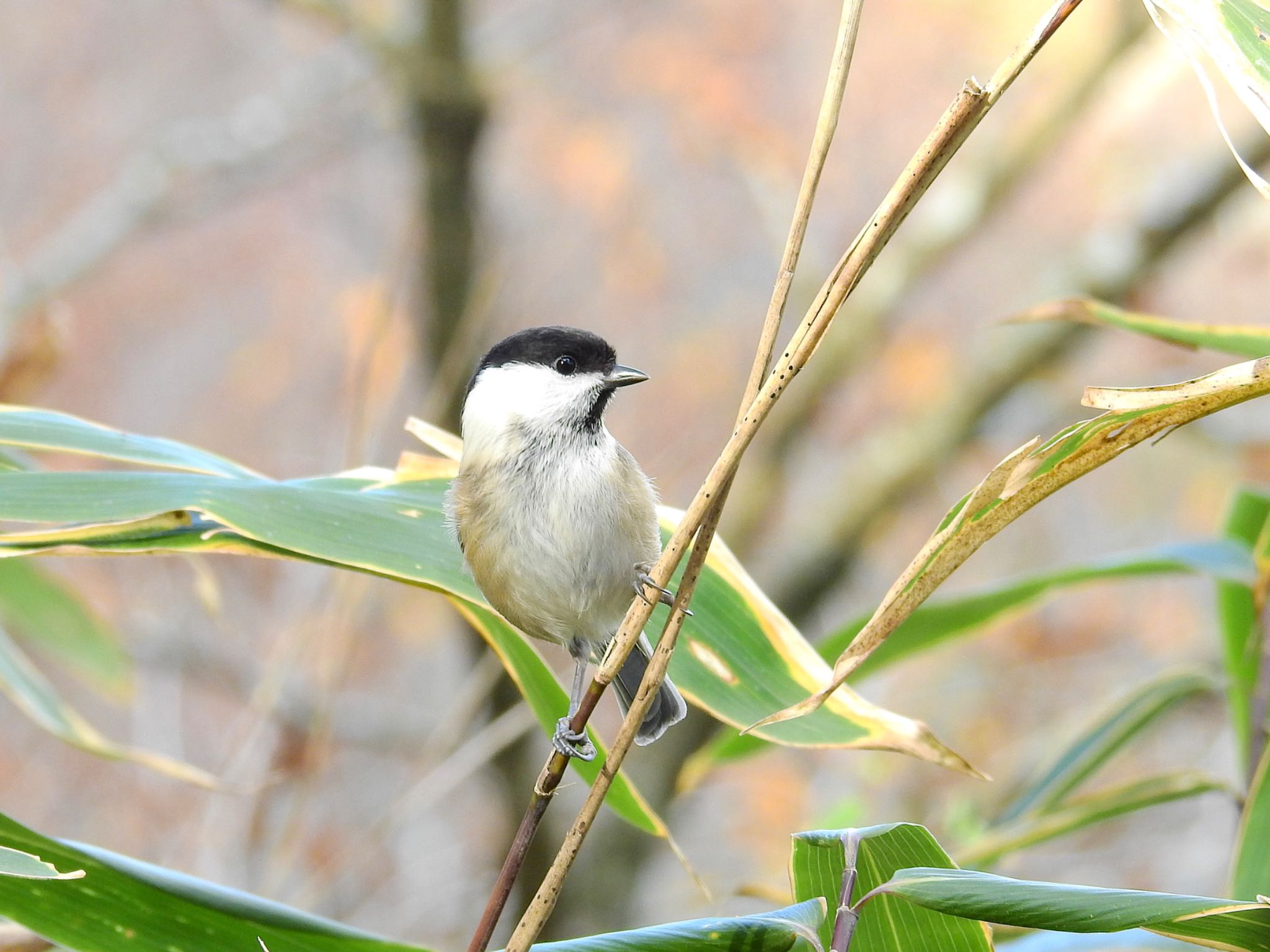 Photo of Willow Tit at 金剛山 by 🐟