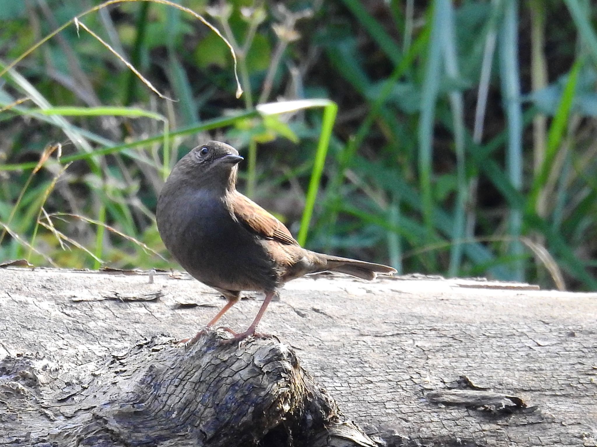 Photo of Japanese Accentor at 金剛山 by 🐟